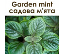 Garden mint 