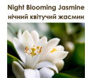Night Blooming Jasmine