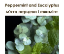 Peppermint and Eucalyptus